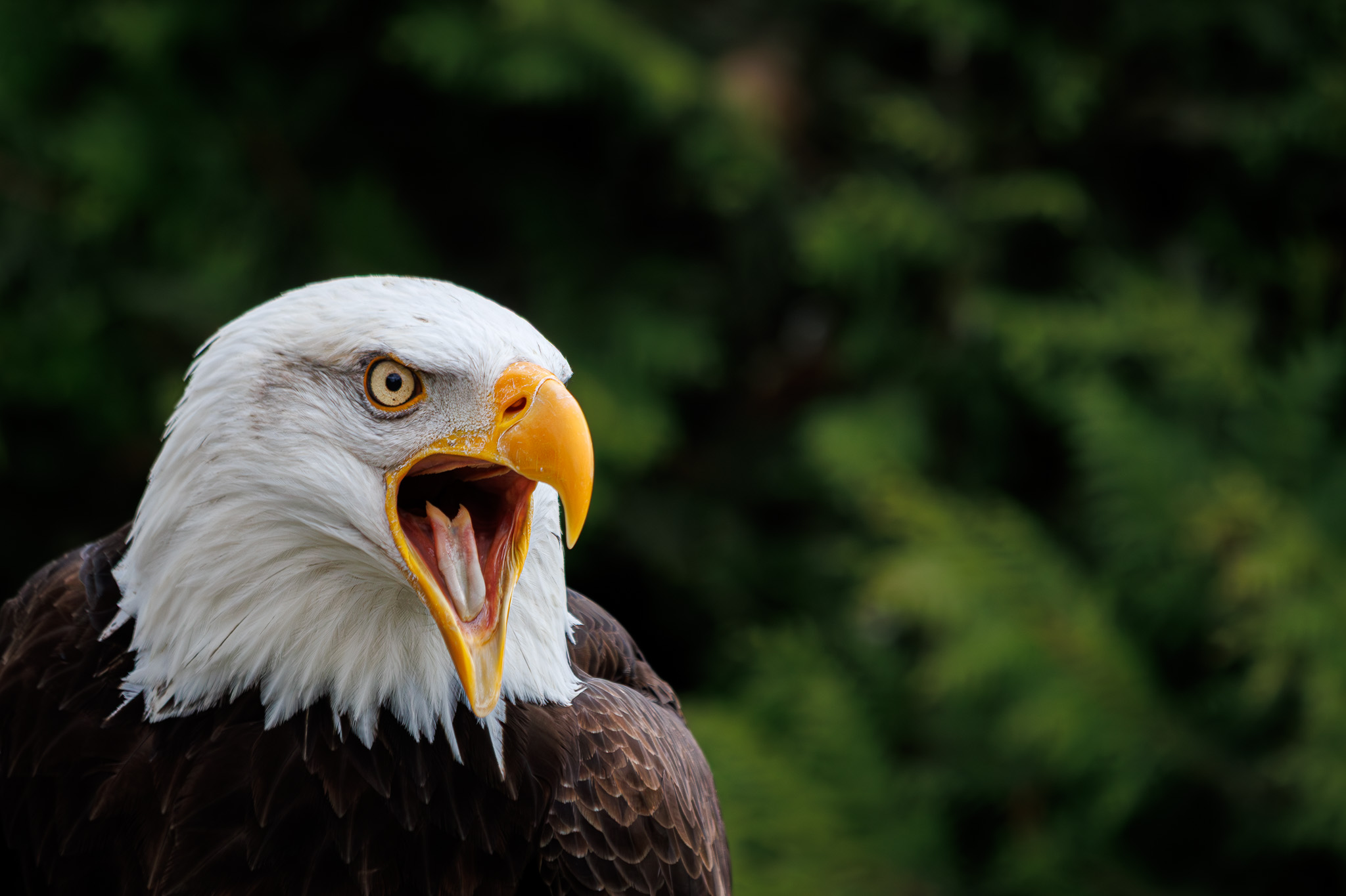 Titelbild von Weißkopfseeadler Ben