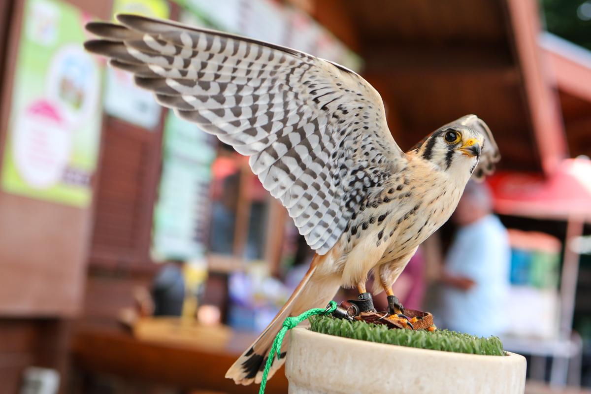 Buntfalke Silva Buntfalke Silva
