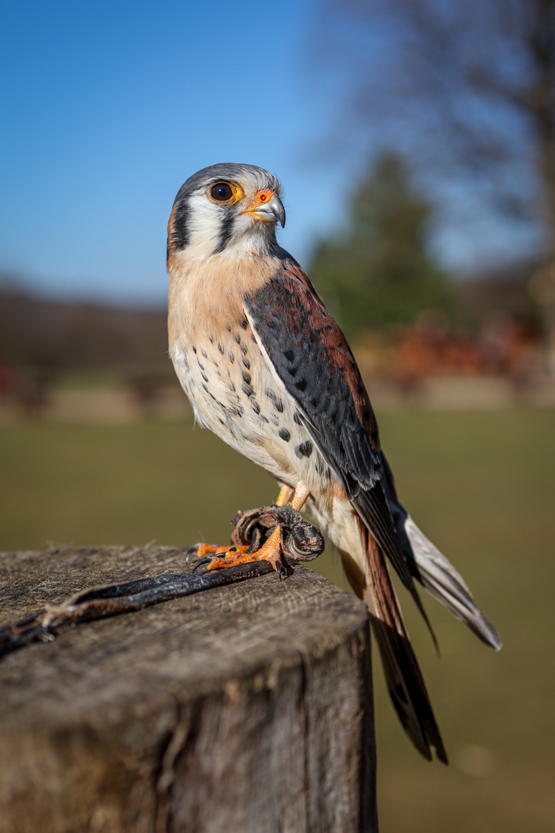Buntfalke Silva Buntfalke Silva