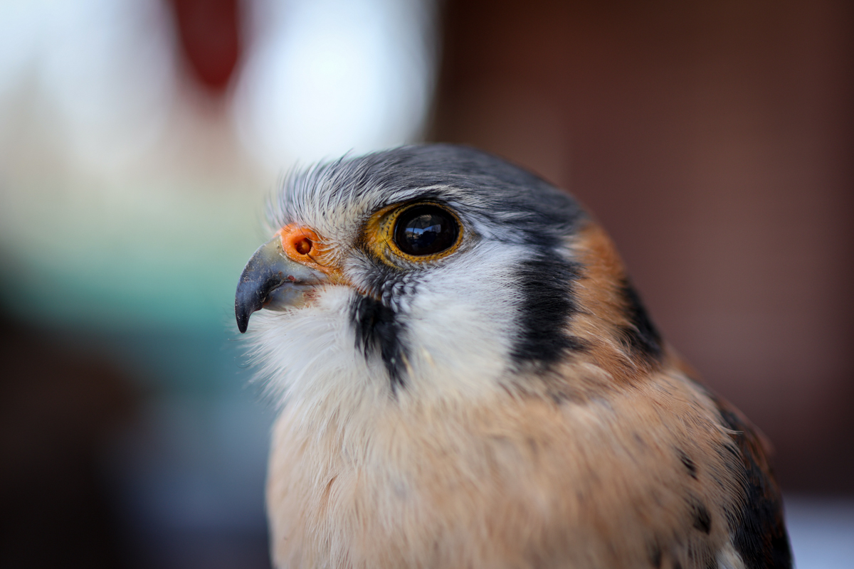Buntfalke Silva Buntfalke Silva