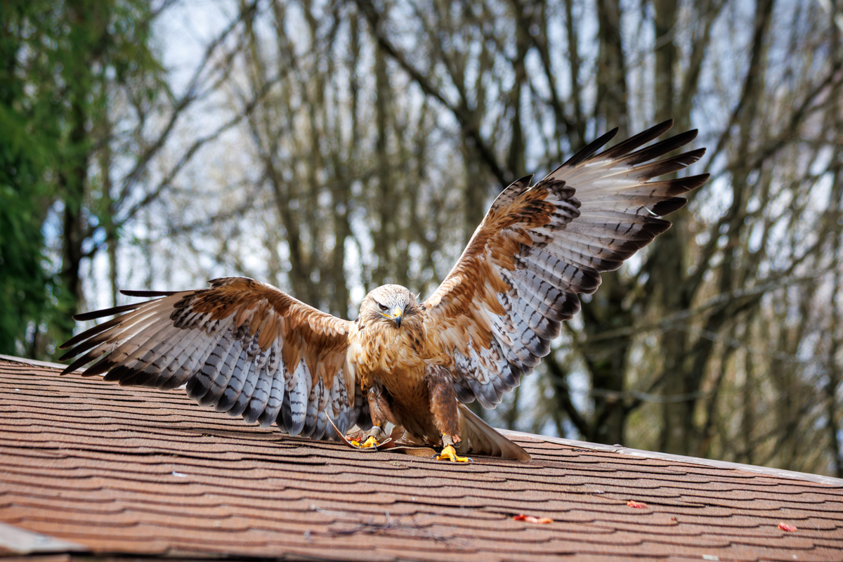 Adlerbussard Aisha Adlerbussard Aisha