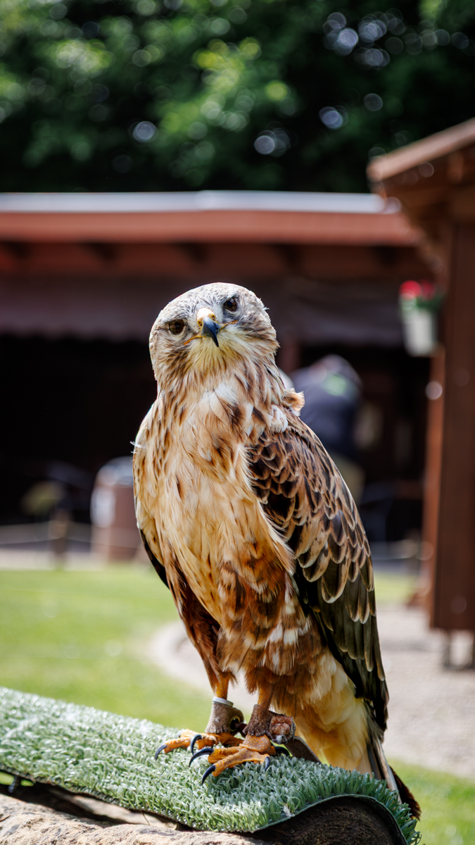 Adlerbussard Aisha Adlerbussard Aisha
