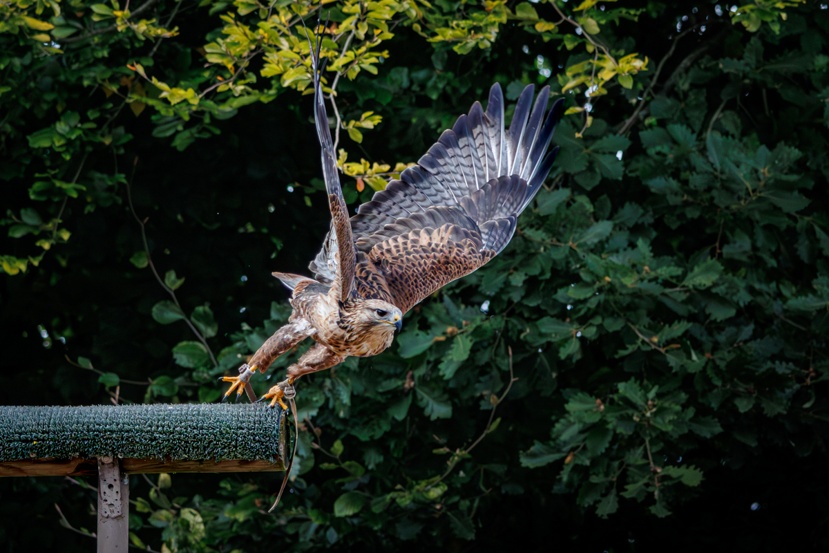 Adlerbussard Aisha Adlerbussard Aisha