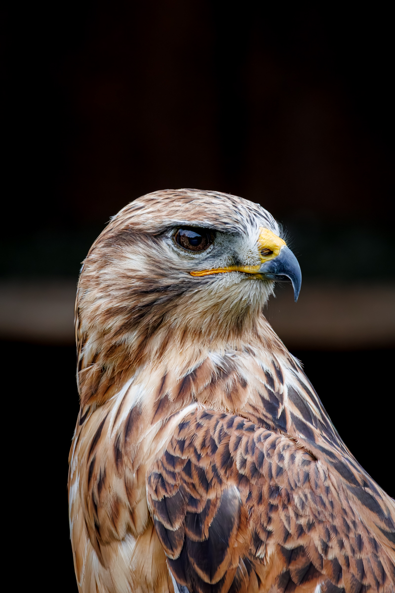 Adlerbussard Aisha Adlerbussard Aisha