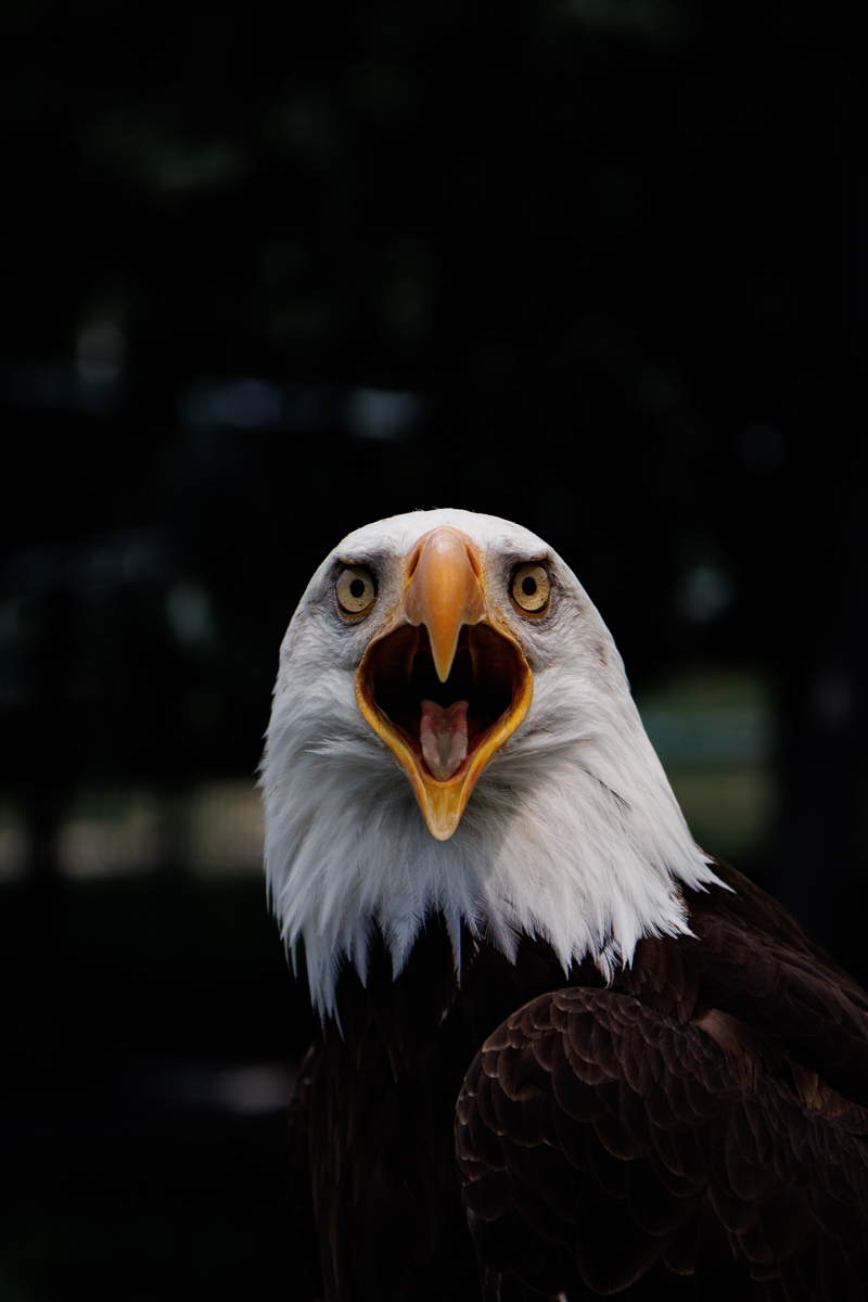 Weißkopfseeadler Ben Weißkopfseeadler Ben