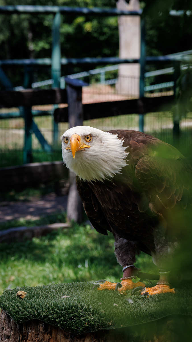 Weißkopfseeadler Ben Weißkopfseeadler Ben
