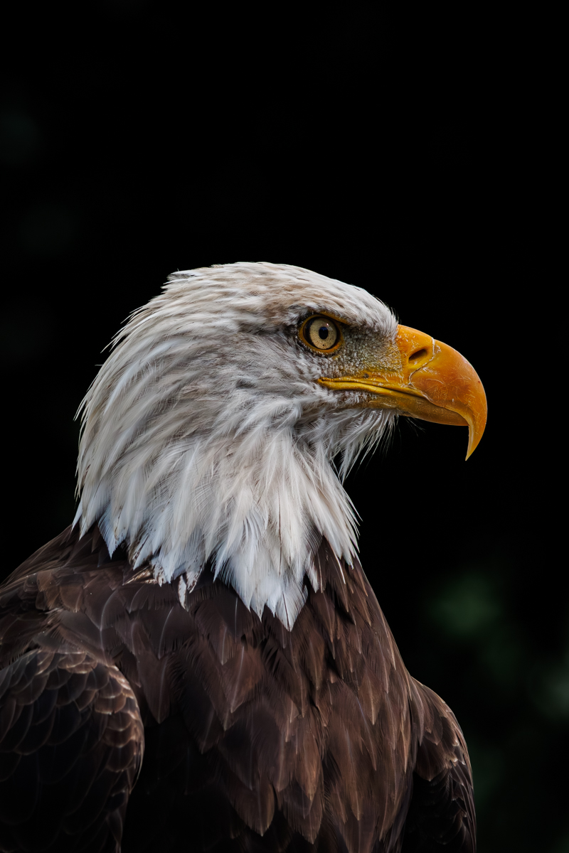 Weißkopfseeadler Ben Weißkopfseeadler Ben