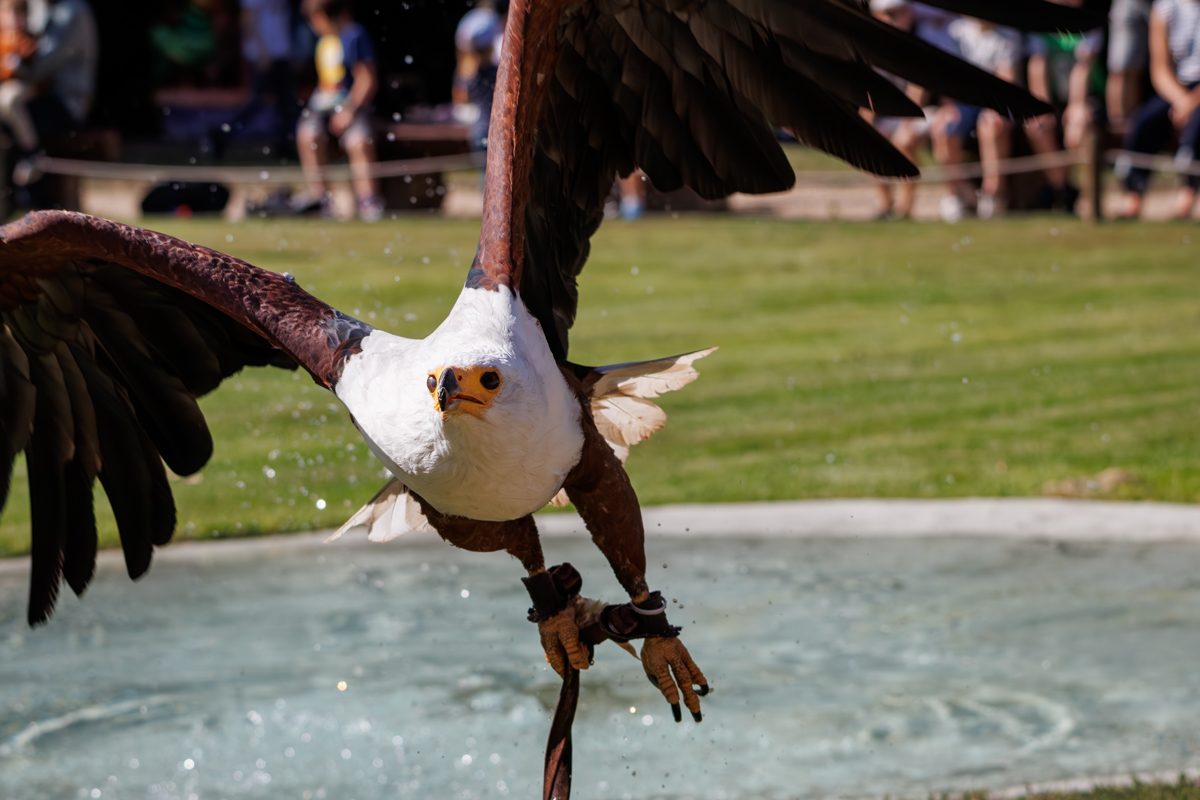 Schreiseeadler Cornelius Schreiseeadler Cornelius