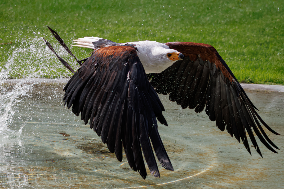 Schreiseeadler Cornelius Schreiseeadler Cornelius