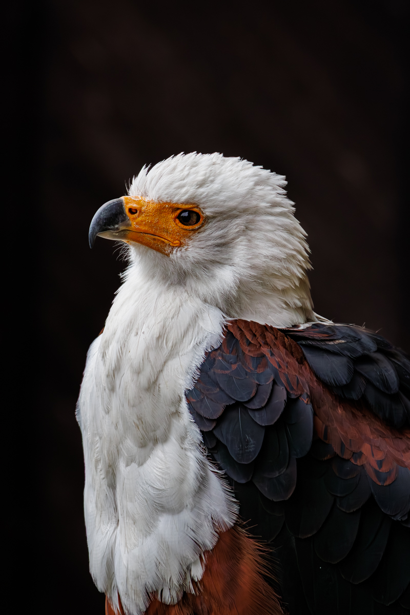 Schreiseeadler Cornelius Schreiseeadler Cornelius