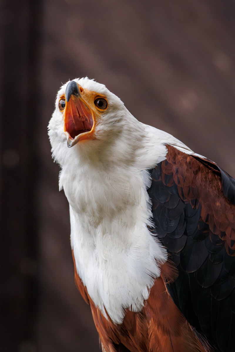 Schreiseeadler Cornelius Schreiseeadler Cornelius