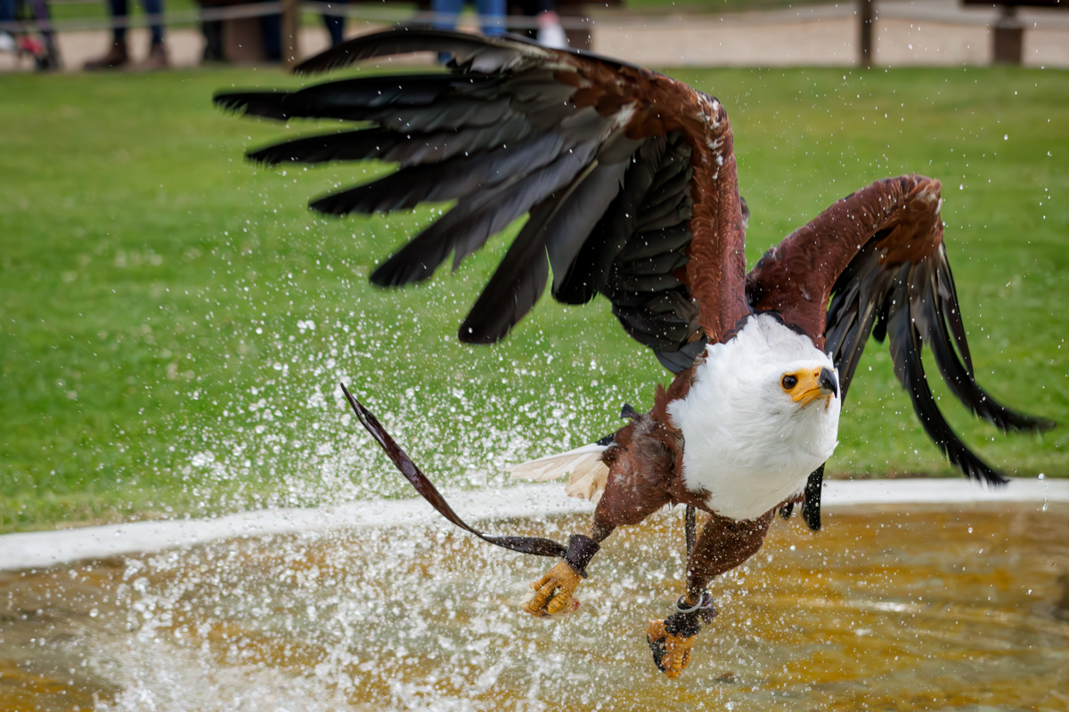 Schreiseeadler Cornelius beim Abfischen Schreiseeadler Cornelius beim Abfischen im Teich