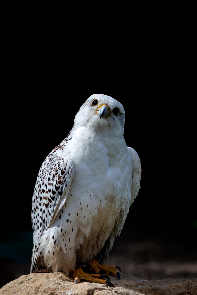 Gerfalke Fee Gerfalke Fee