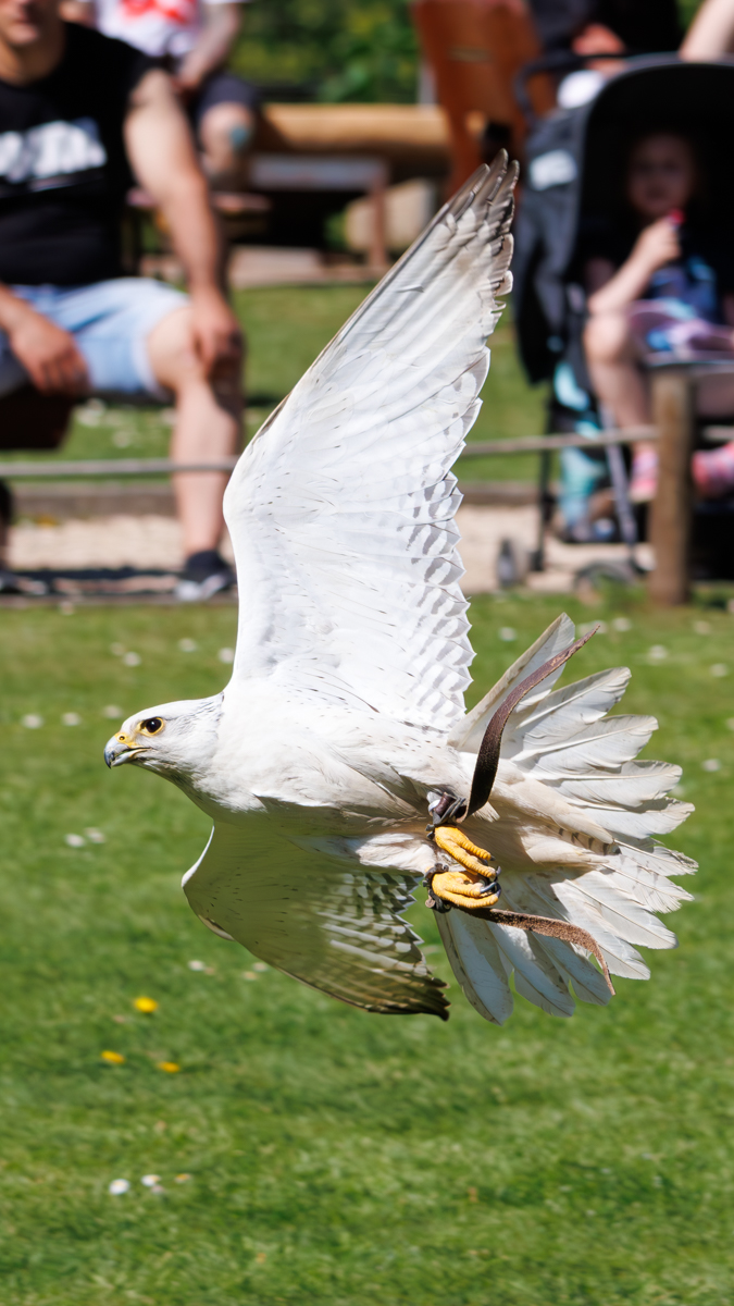 Gerfalke Fee Gerfalke Fee