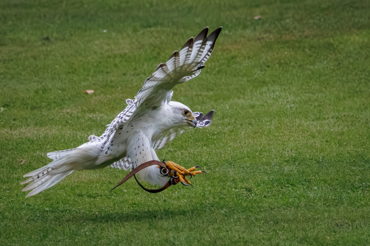 Gerfalke Fee Gerfalke Fee