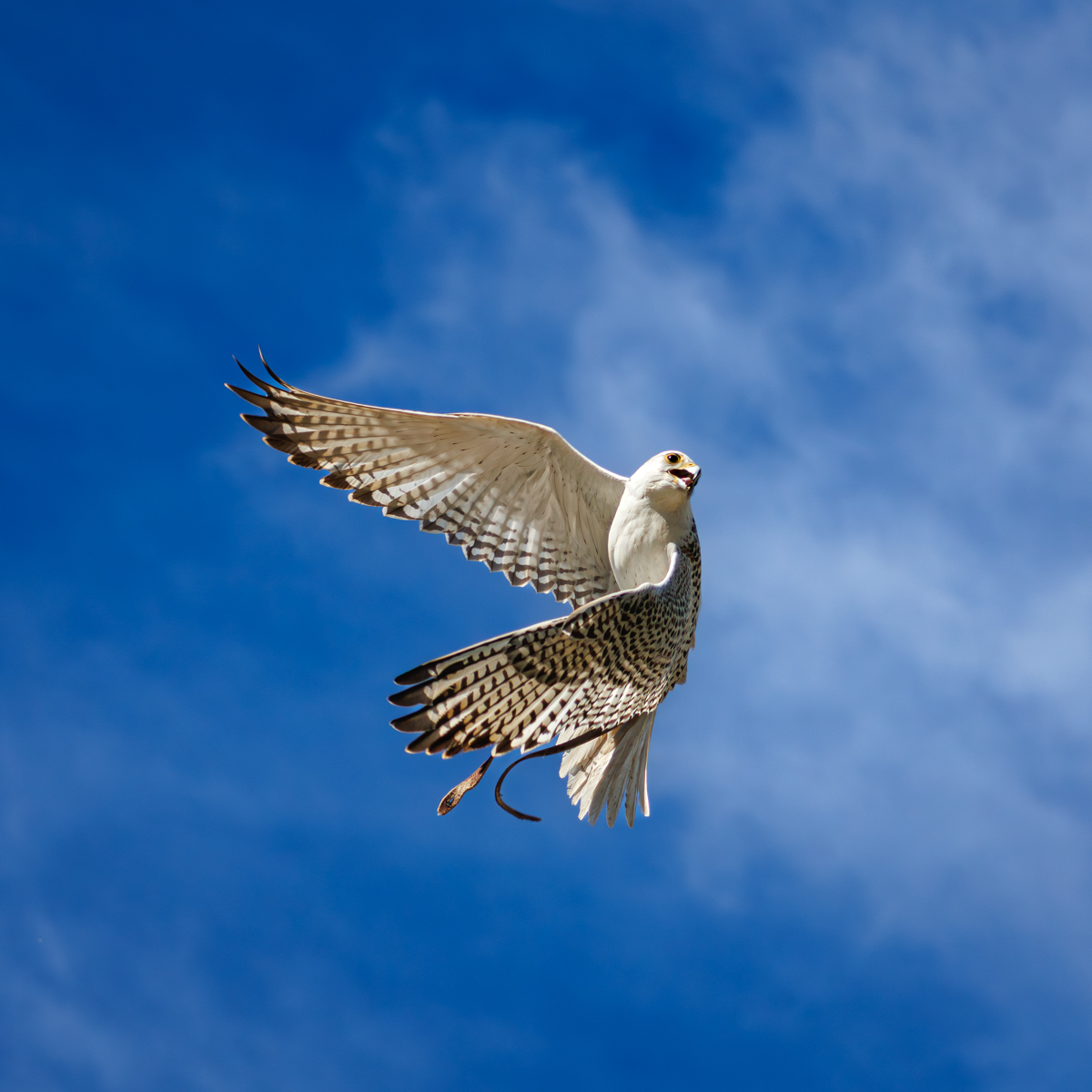 Gerfalke Fee im Flug vor blauem Himmel