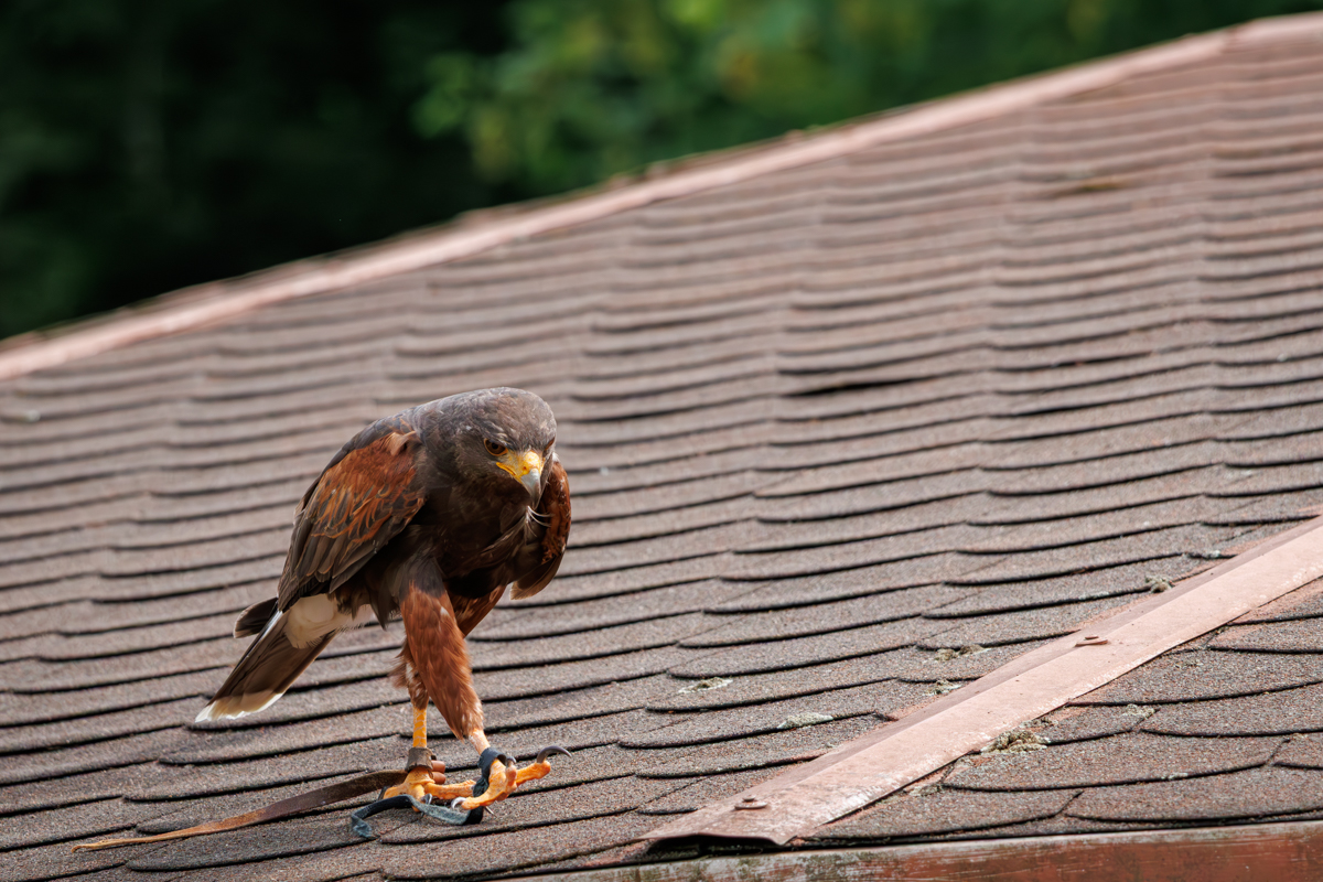 Wüstenbussard Foxi Wüstenbussard Foxi