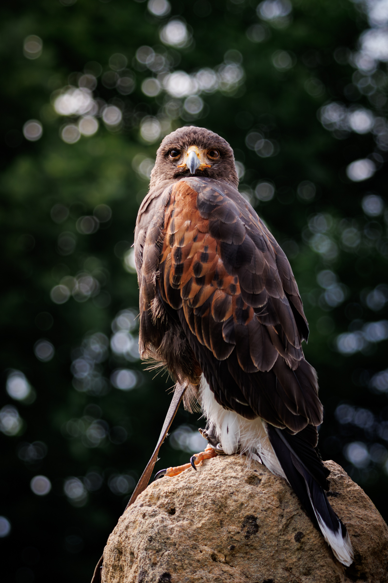 Wüstenbussard Foxi Wüstenbussard Foxi