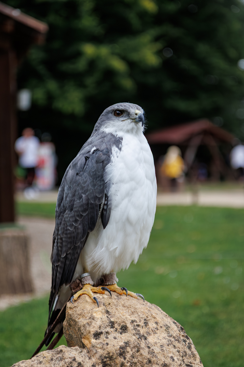 Rotrückenbussard Gizmo Rotrückenbussard Gizmo