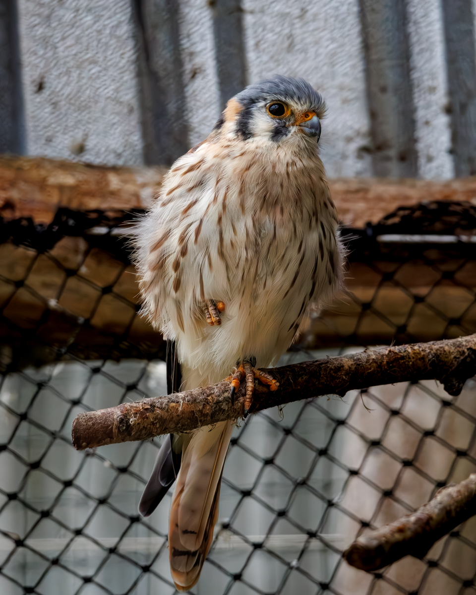 Buntfalke Gretel Buntfalke Gretel