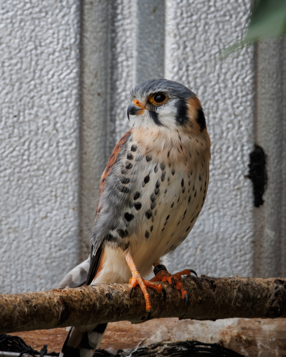 Buntfalke Hänsel Buntfalke Hänsel