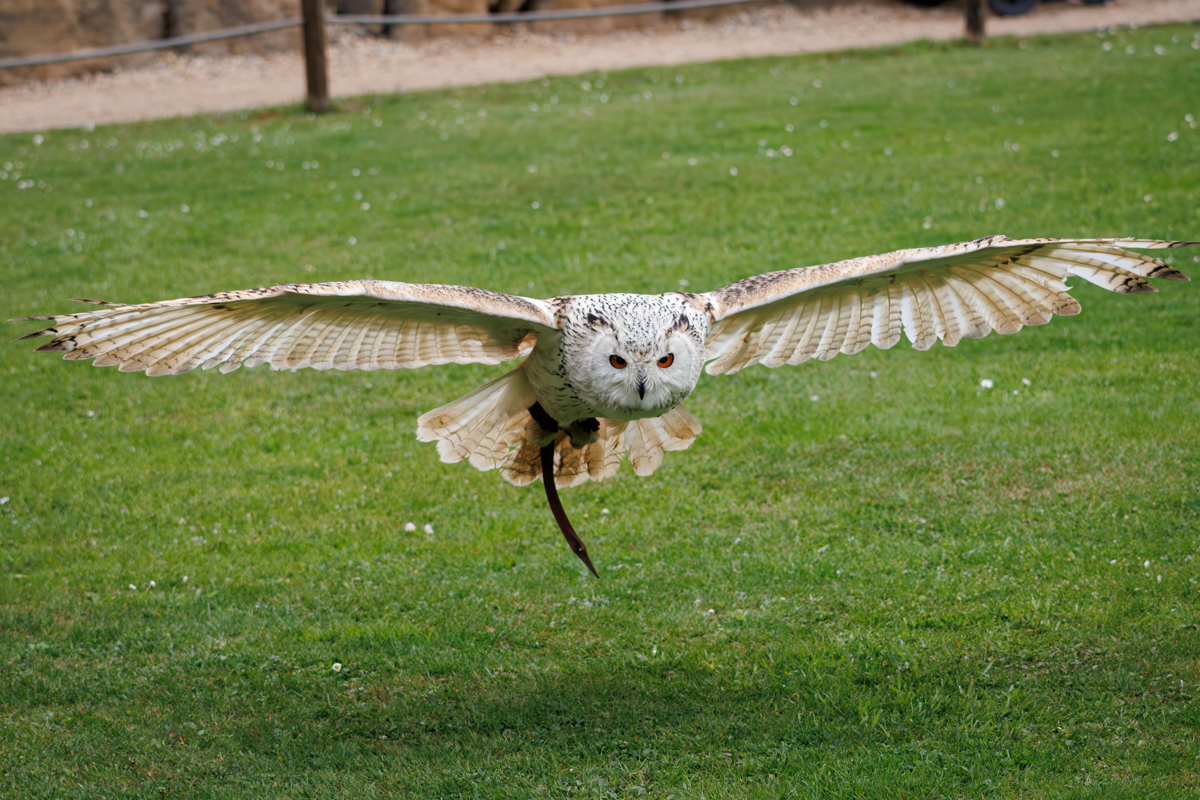 Sibirischer Uhu Heribird Sibirischer Uhu Heribird