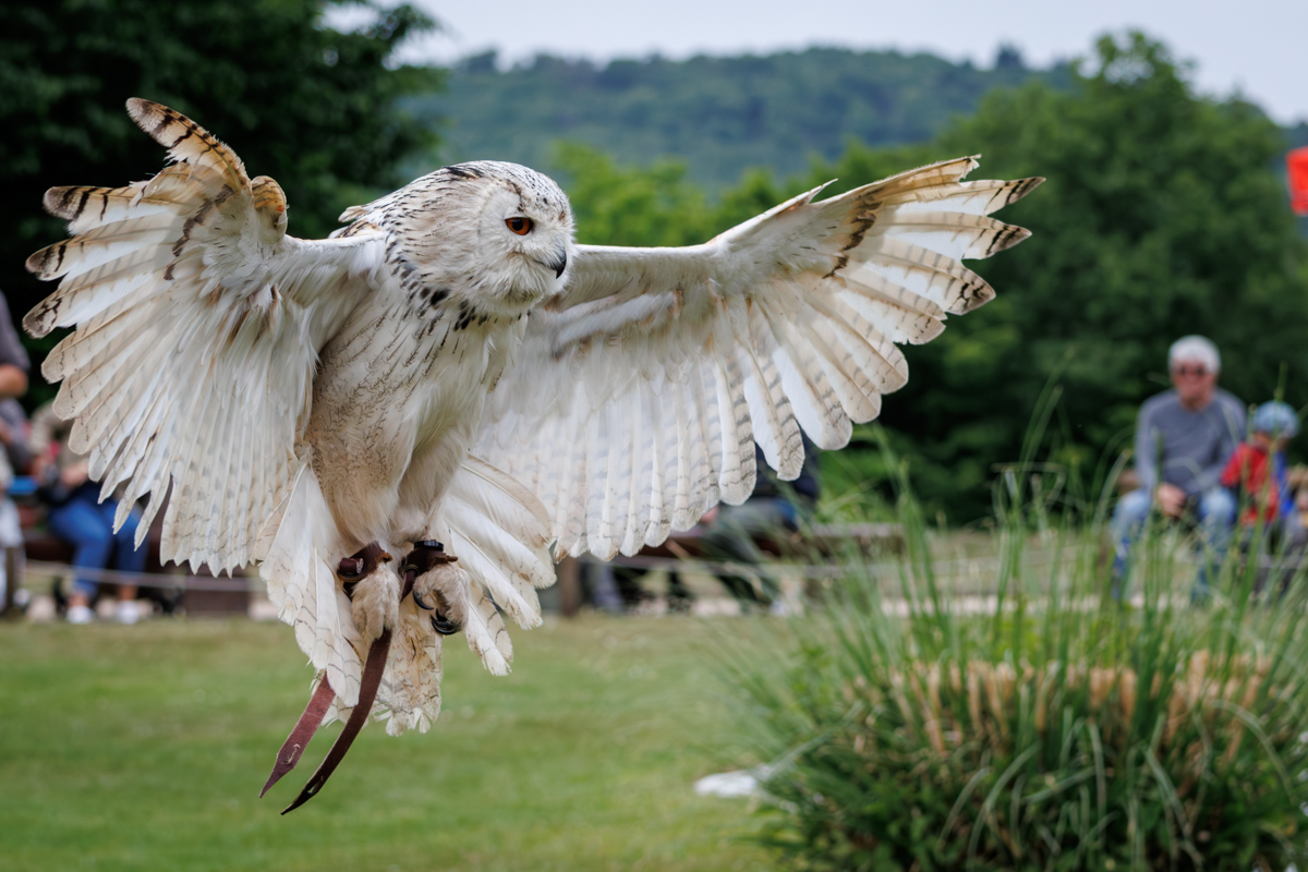 Sibirischer Uhu Heribird Sibirischer Uhu Heribird