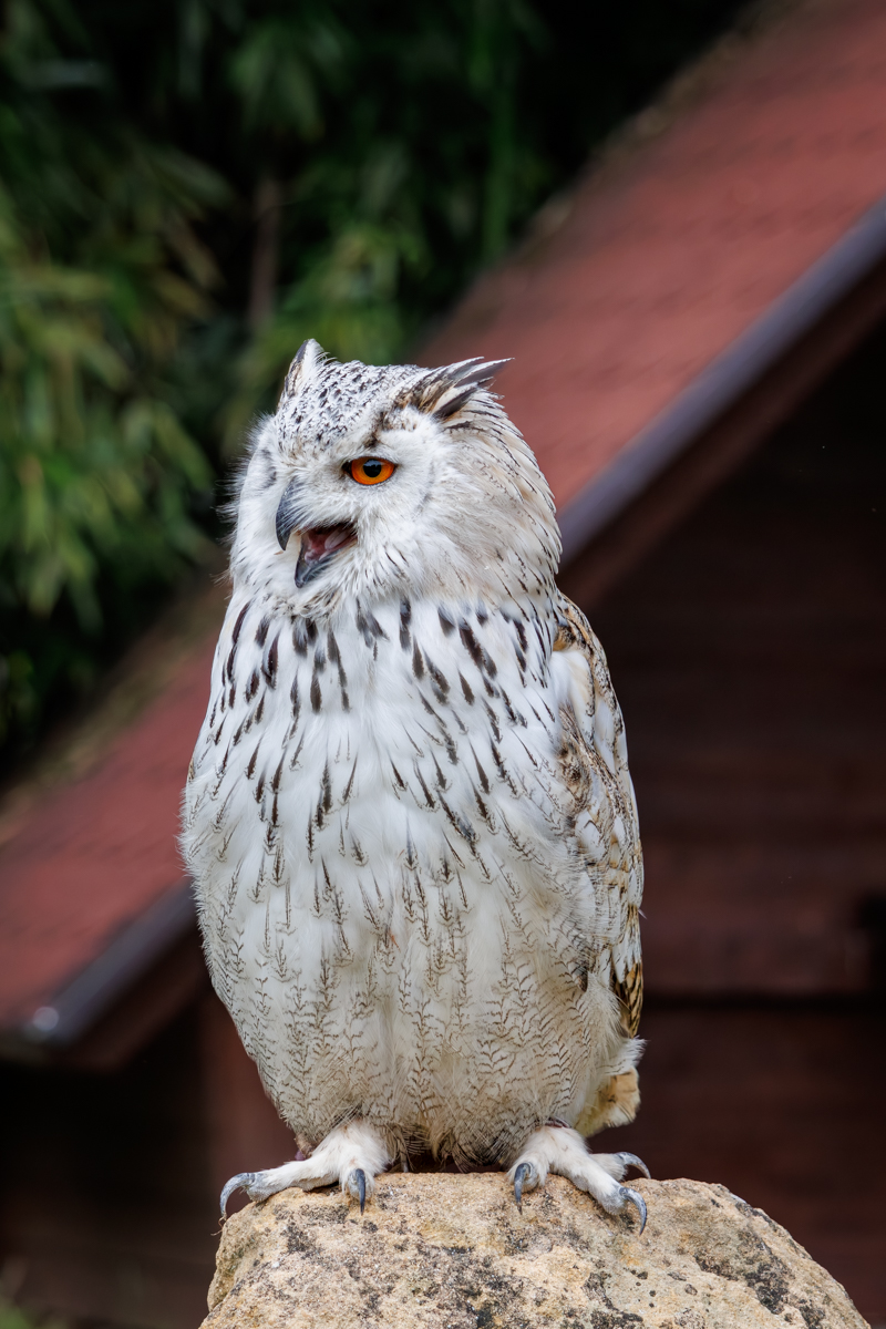 Sibirischer Uhu Heribird Sibirischer Uhu Heribird