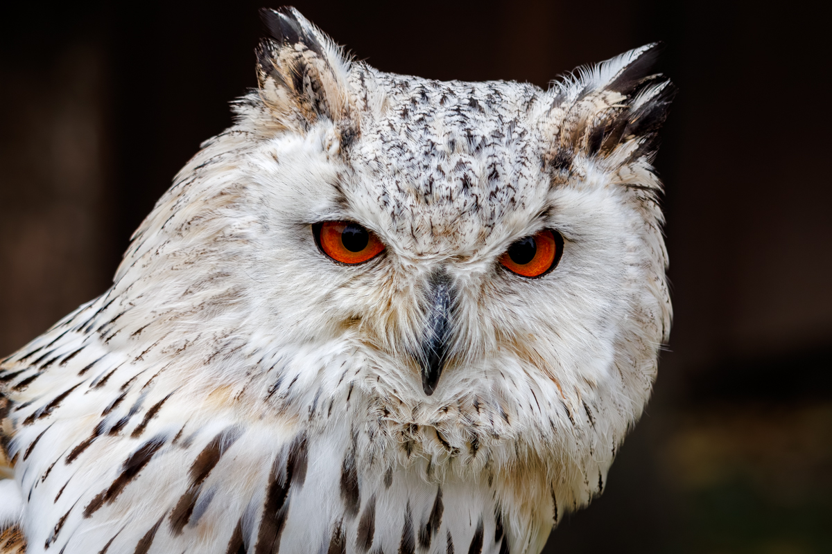 Sibirischer Uhu Heribird Sibirischer Uhu Heribird