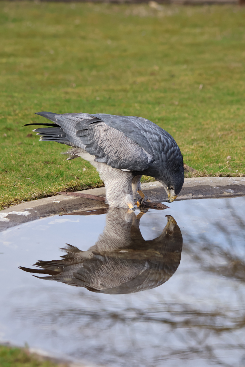 Blaubussard Inka Blaubussard Inka