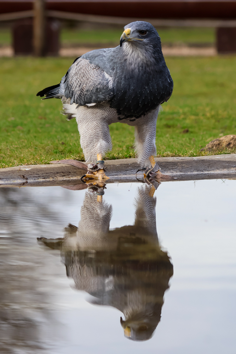 Blaubussard Inka Blaubussard Inka