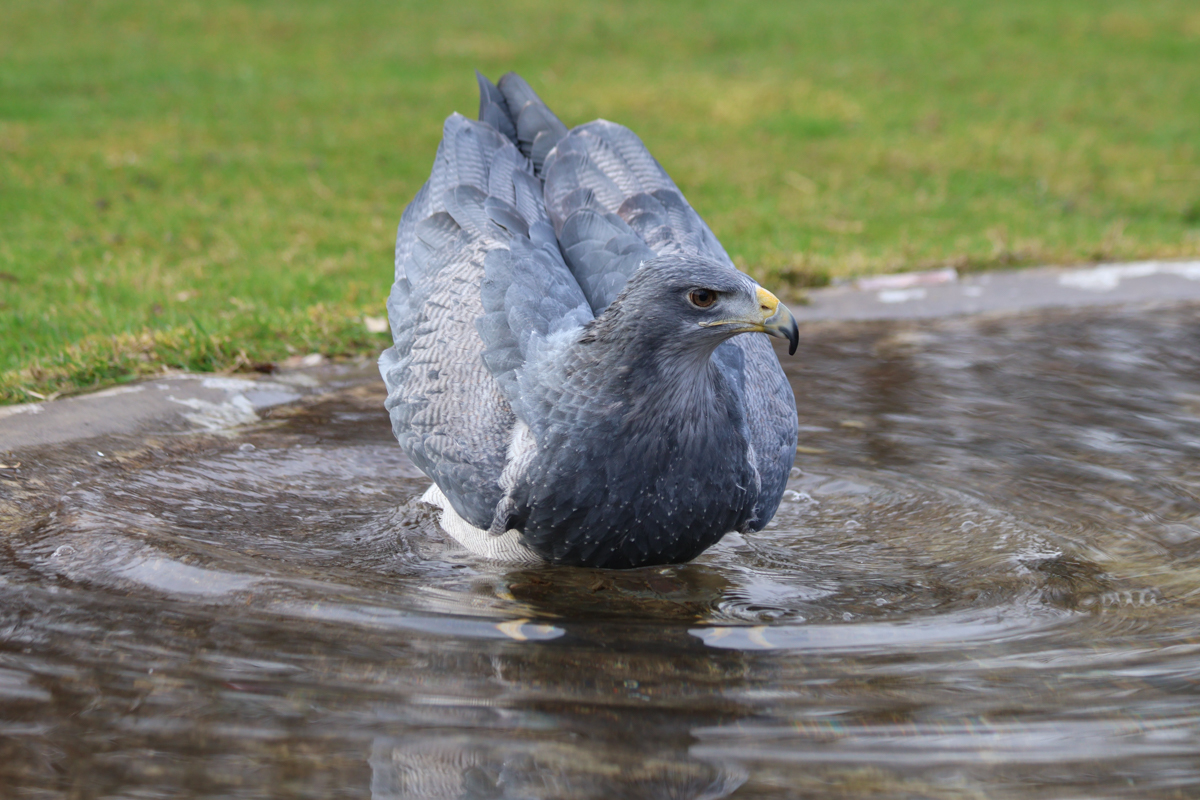 Blaubussard Inka Blaubussard Inka