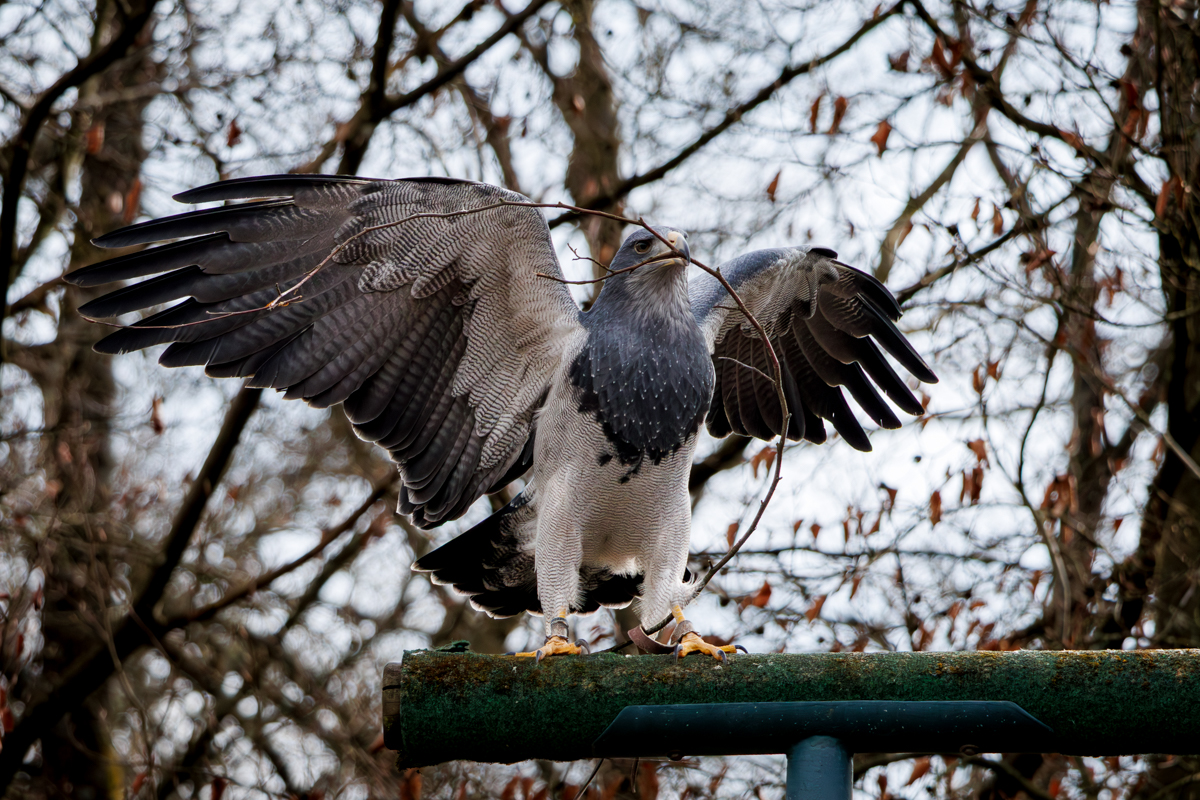 Blaubussard Inka Blaubussard Inka