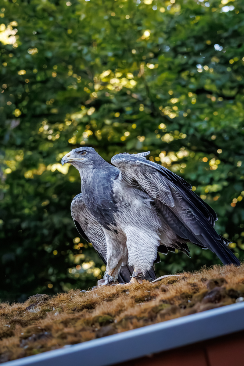 Blaubussard Inka Blaubussard Inka