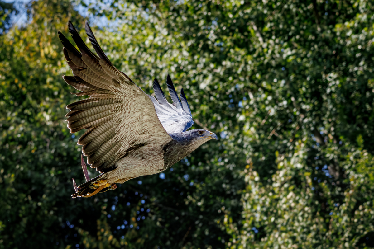 Blaubussard Inka Blaubussard Inka