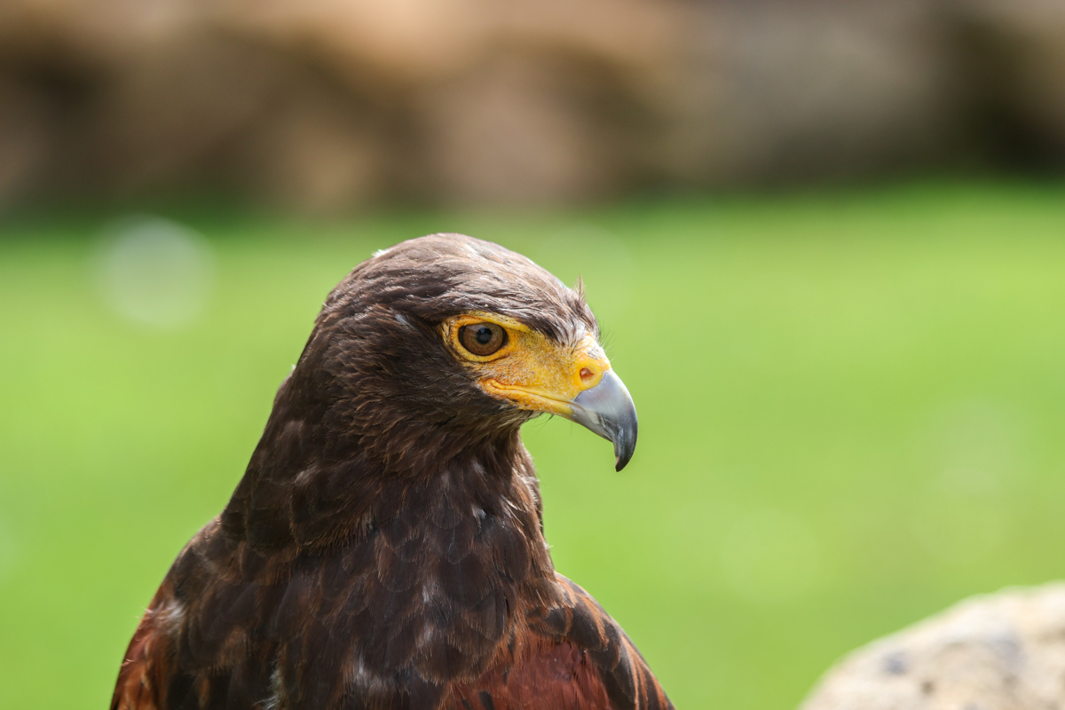 Wüstenbussard Roscoe Wüstenbussard Roscoe