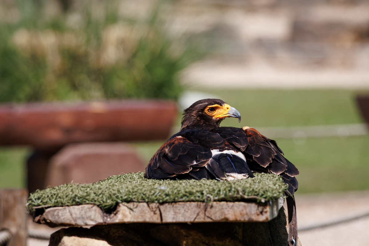 Wüstenbussard Roscoe Wüstenbussard Roscoe