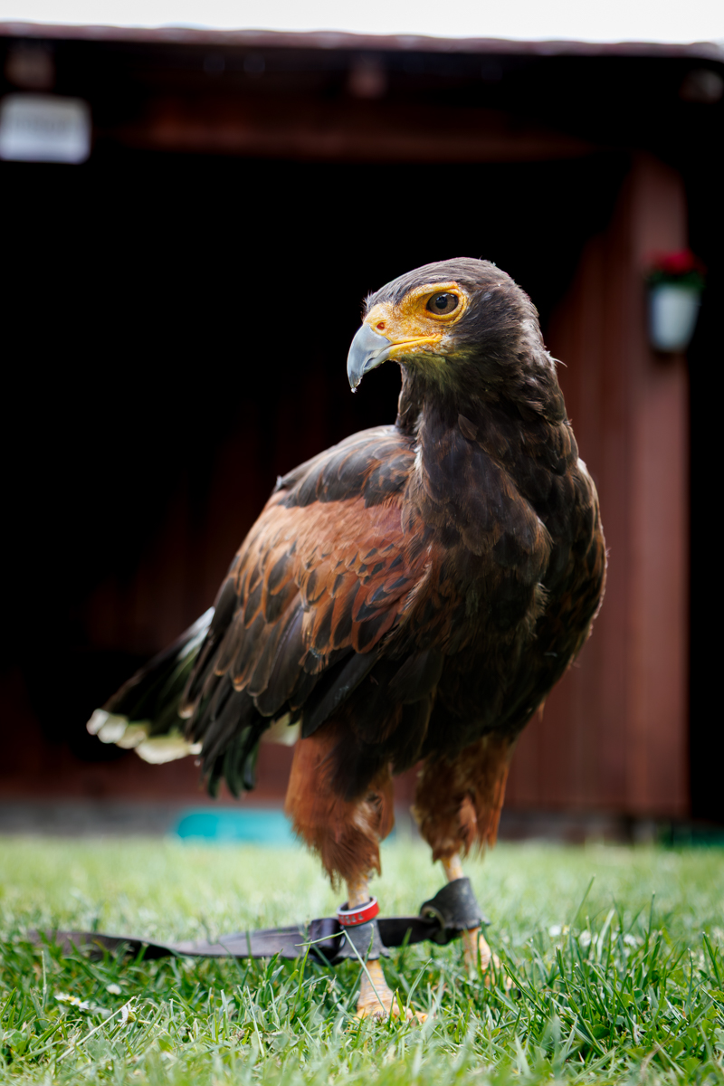 Wüstenbussard Roscoe Wüstenbussard Roscoe