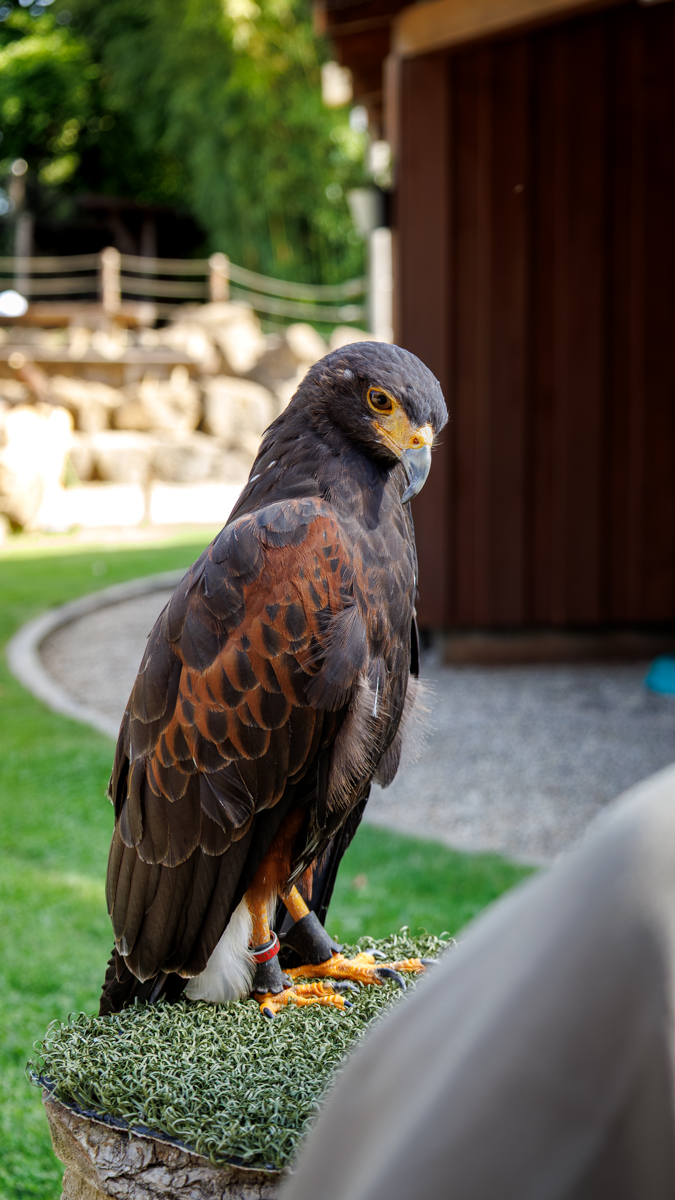 Wüstenbussard Roscoe Wüstenbussard Roscoe