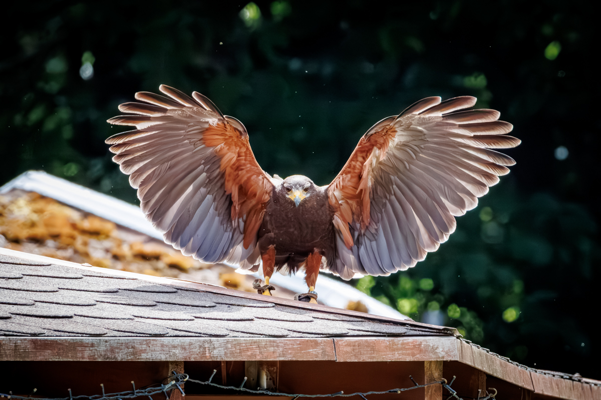 Wüstenbussard Sam Wüstenbussard Sam