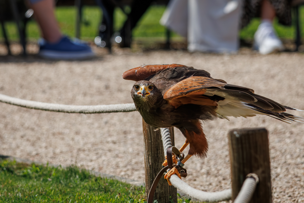 Wüstenbussard Sam Wüstenbussard Sam