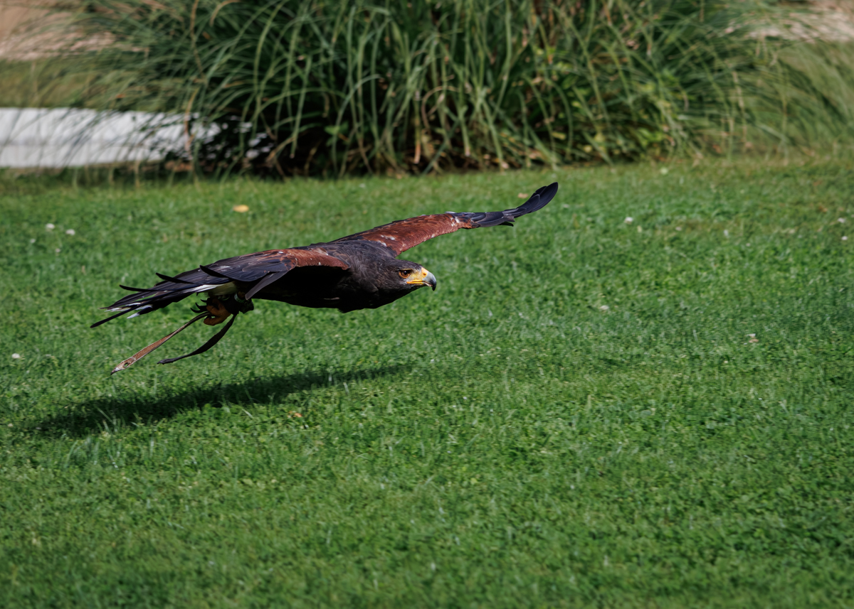 Wüstenbussard Sam Wüstenbussard Sam