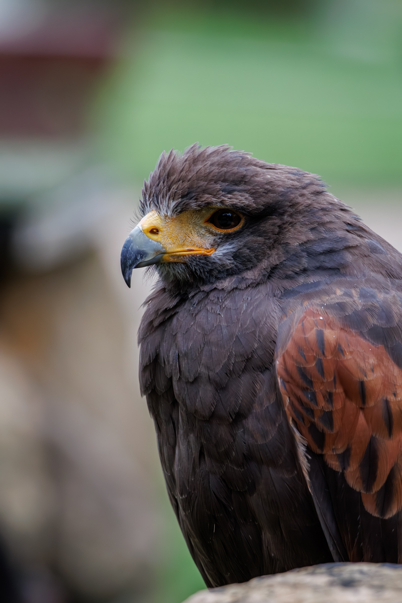 Wüstenbussard Sam Wüstenbussard Sam