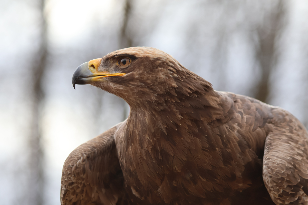 Steppenadler Samson Steppenadler Samson