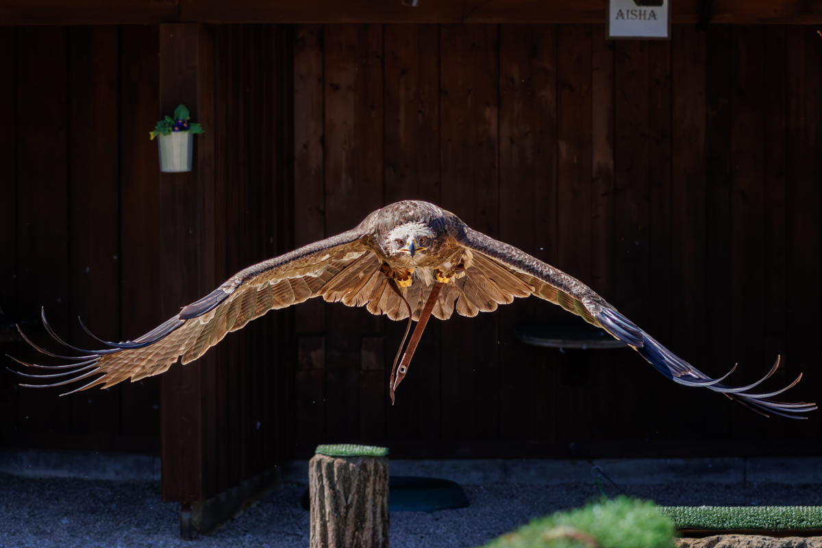 Steppenadler Samson Steppenadler Samson