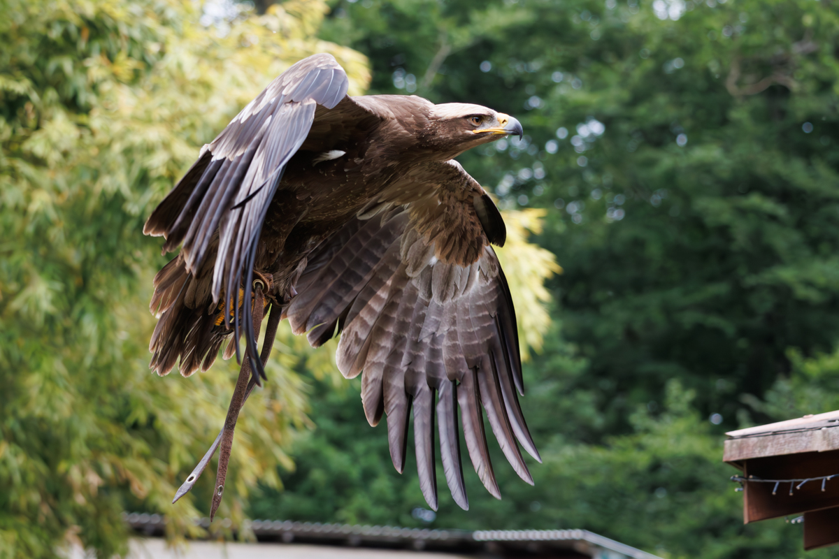 Steppenadler Samson Steppenadler Samson
