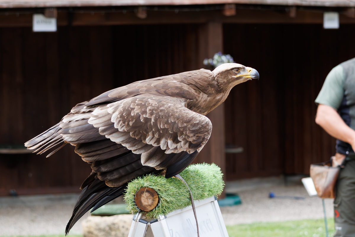 Steppenadler Samson Steppenadler Samson