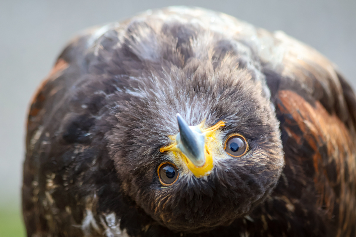 Wüstenbussard Schneewittchen Wüstenbussard Schneewittchen