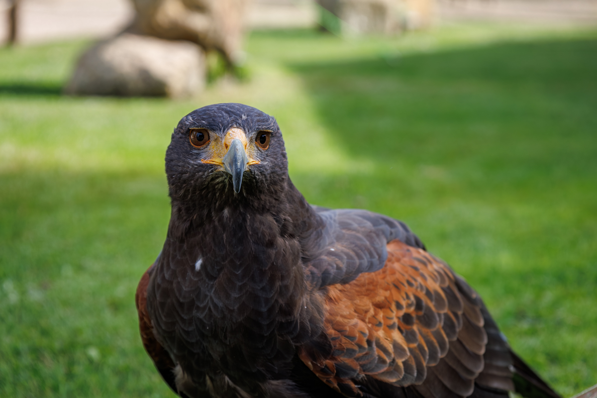 Wüstenbussard Schneewittchen Wüstenbussard Schneewittchen