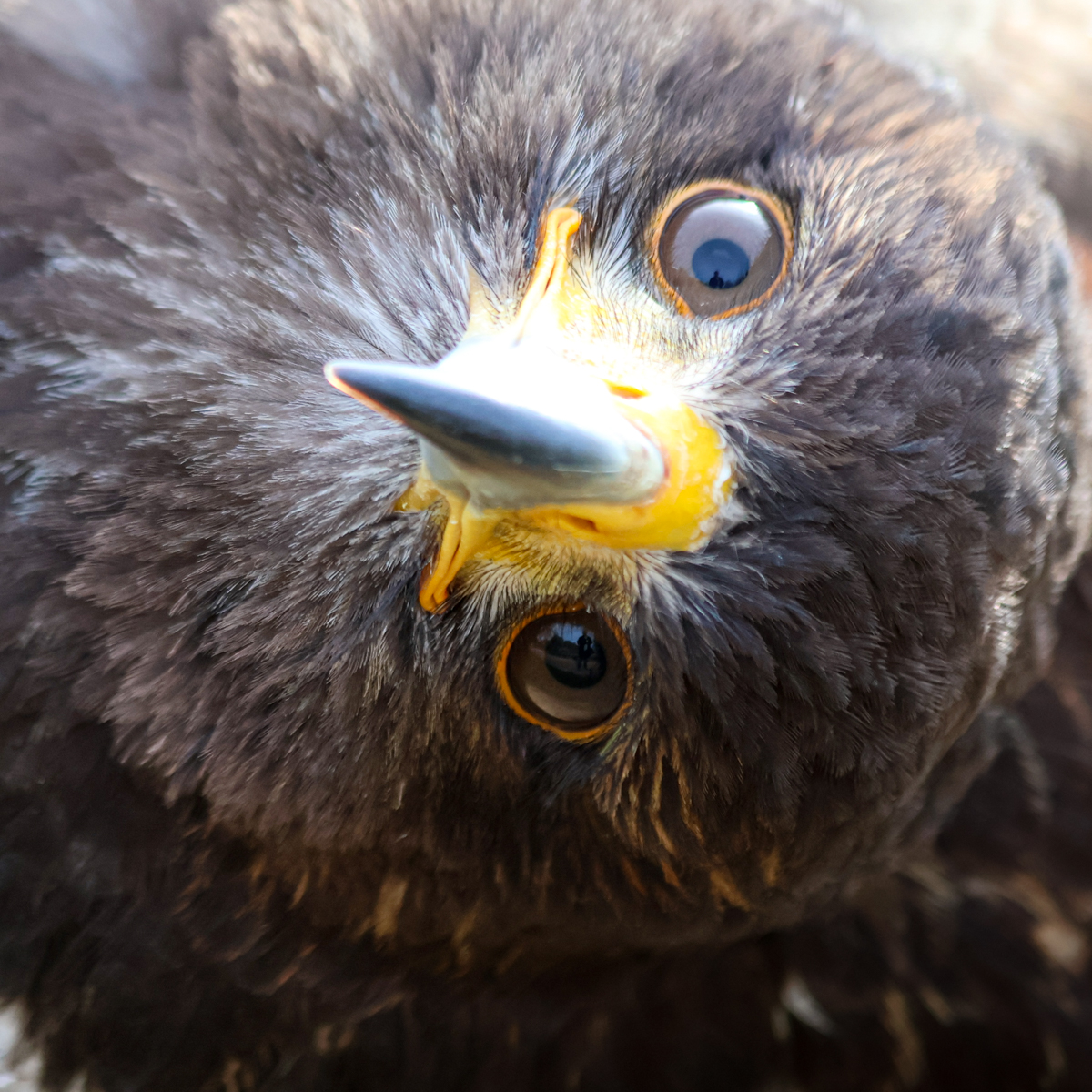 Wüstenbussard Schneewittchen Wüstenbussard Schneewittchen dreht den Kopf und blickt in die Kamera